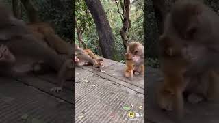Monkey short video
