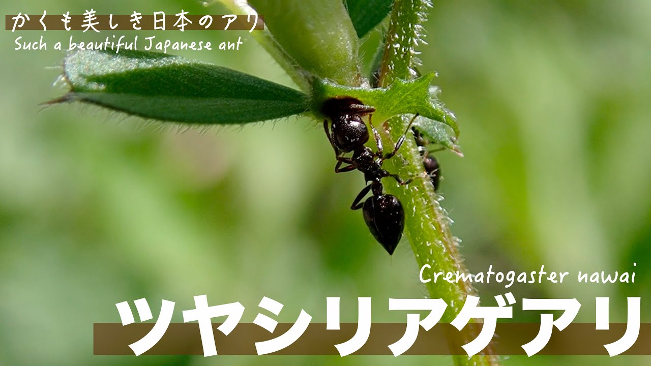 🐜Crematogaster nawai - Jet-black soil nesting Crematogaster - YouTube