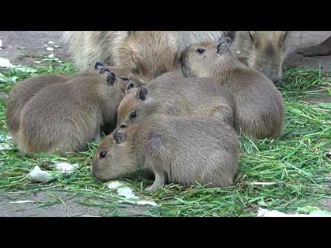 カピバラ子　1002 Adorable baby capybaras ♥ Cute capybara babies #630【Cute animal