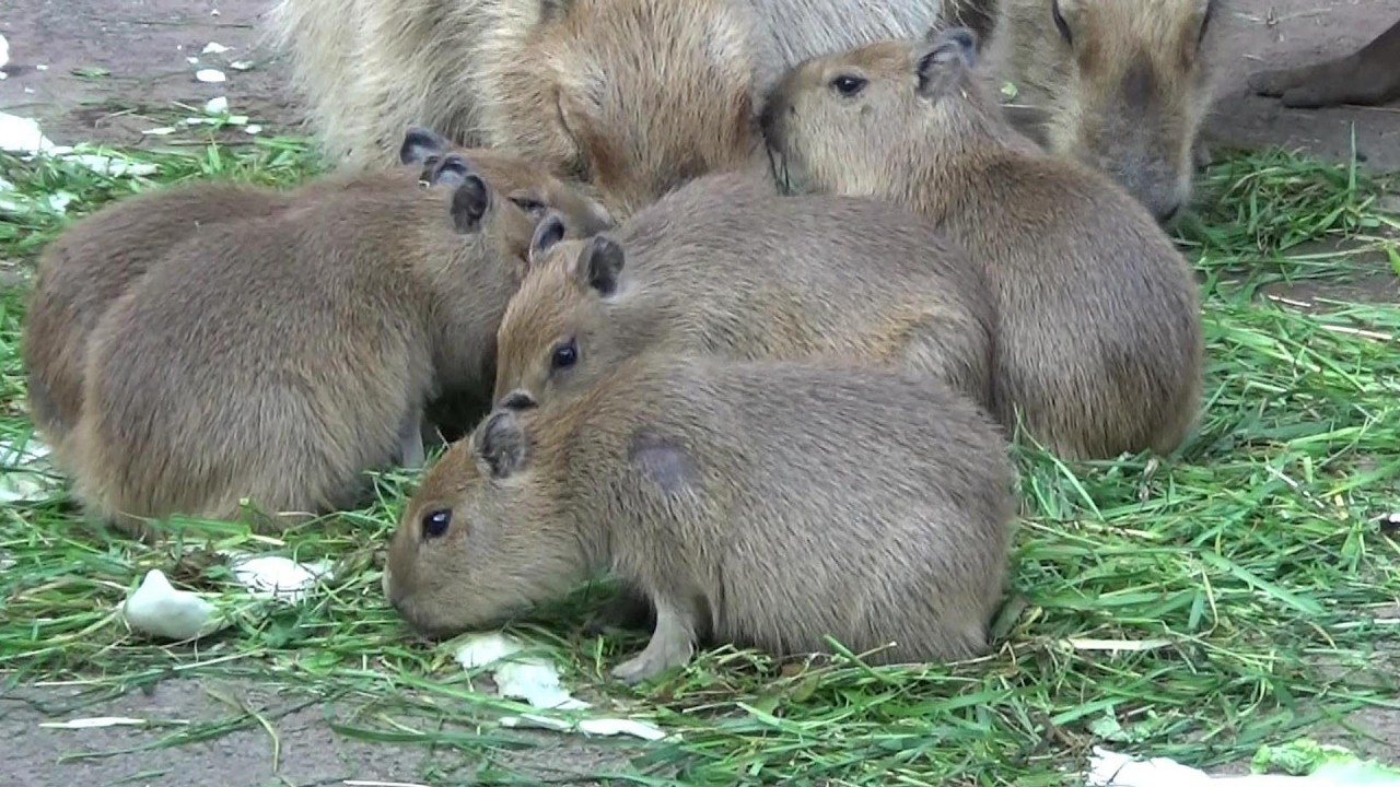 Adorable baby capybaras ♥ Cute capybara babies #630【Cute animal