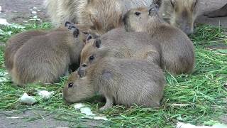 Adorable baby capybaras ♥ Cute capybara babies #630【Cute animal