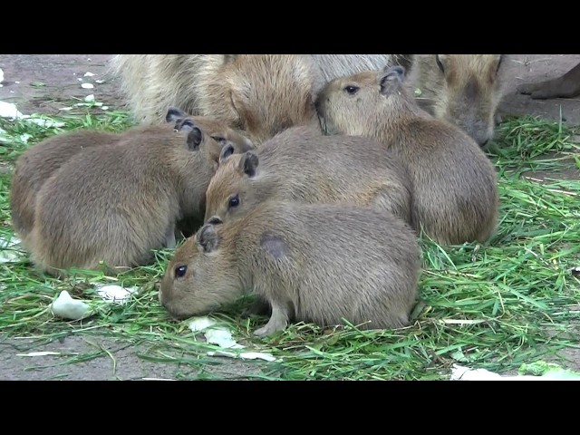 Adorable baby capybaras ♥ Cute capybara babies #630【Cute animal