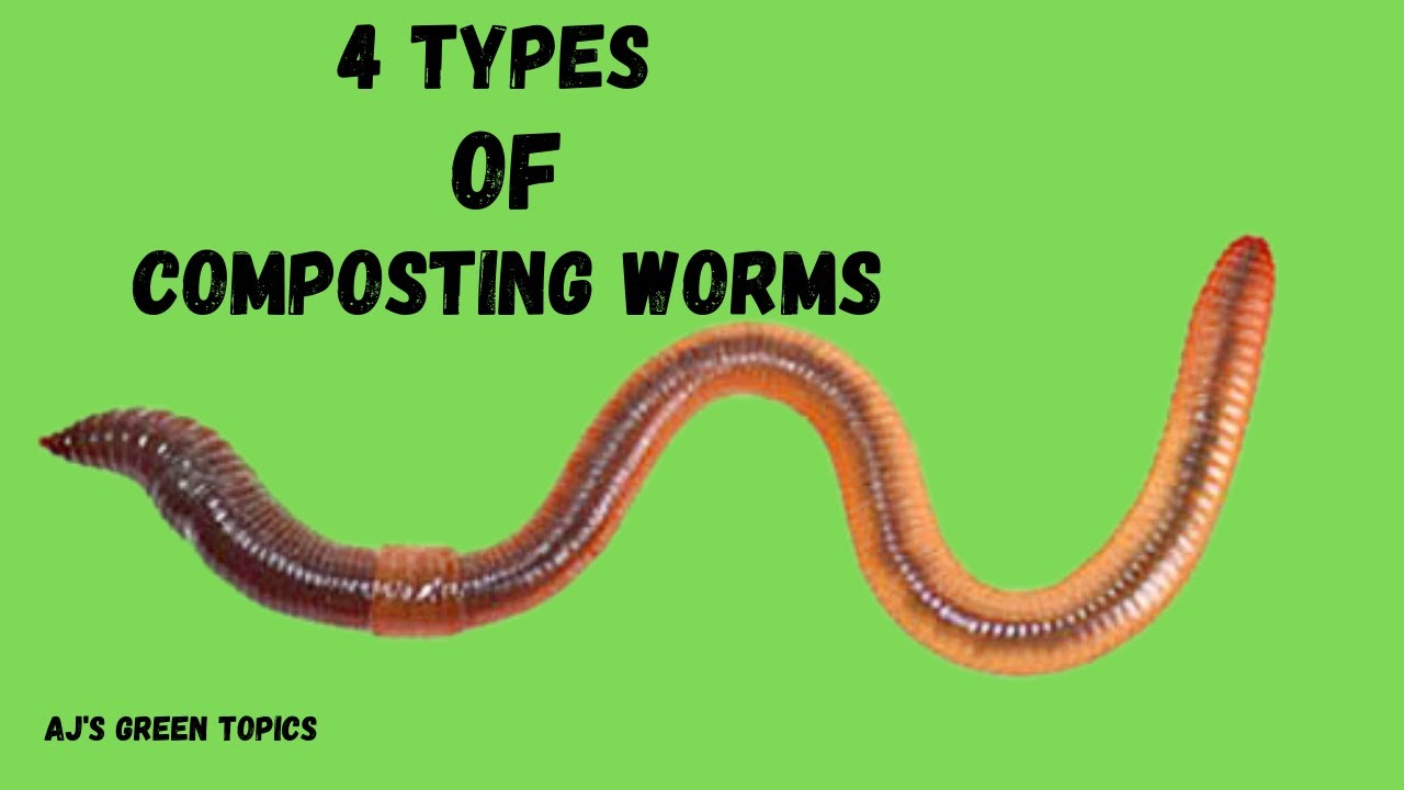 4 Types Of Composting Worms/ Different Types Of Composting Worms