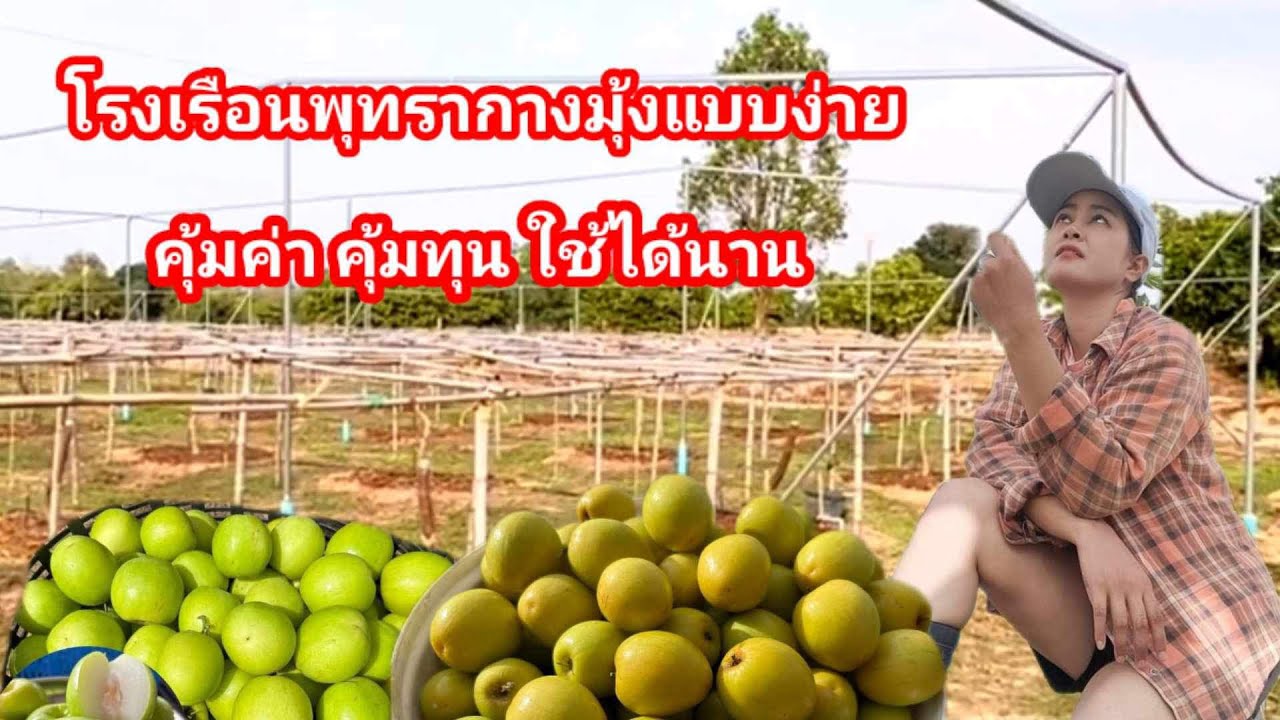 โรงเรือนพุทรากางมุ้ง แบบง่าย