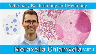 Moraxella and Chlamydia (Part 1) - Veterinary Bacteriology and Mycology