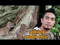 PERTAMAKALI macan ikut mencari hama tupai