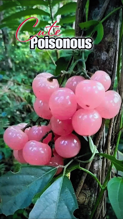 Anggur Beracun Tapi Berkhasiat Obat #buah #anggur #shorts