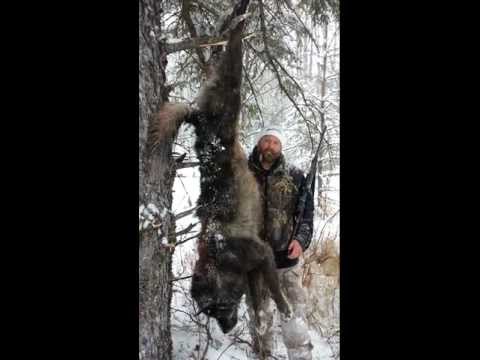 Alberta Hunting Outfitters, Whitetail Wolf Moose Elk