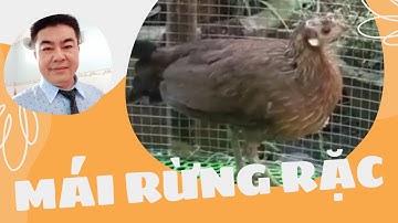 Gà rừng rặc và 2 lứa F1 khác nhau thế nào