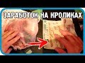 Сколько можно заработать на продаже кроликов? Реальные примеры