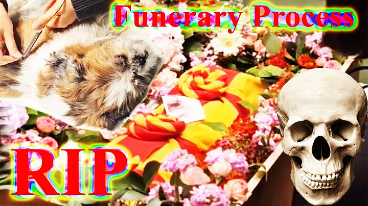 Funerary Process For My Pet Puppy  #shorts  #puppy  #funereal #rubbereggs #hope  #puppies