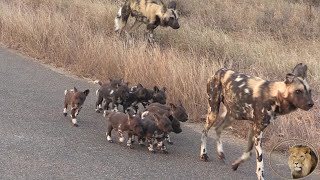 Eternal Enemies Lions vs African Wild Dog Puppies