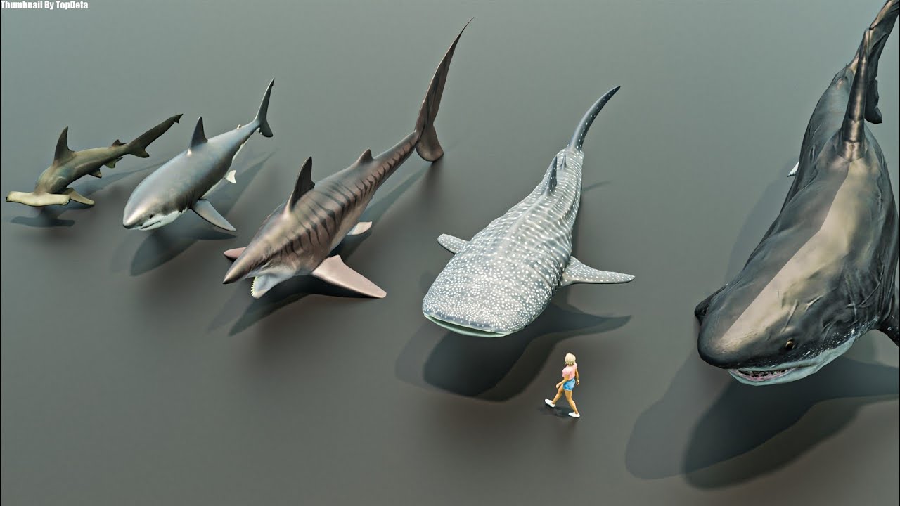 Living & Extinct Sharks size comparison 