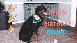 Bruno the Rottweiler's 2nd Birthday! |29