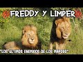 FREDDY Y LIMPER | Dieron LA VIDA por su MANADA