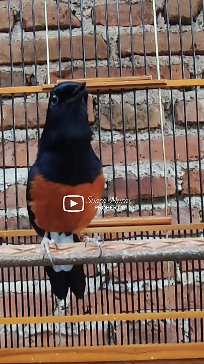 MURAI BATU ISIAN YANG DISUKAI JURI #muraibatu #isianmuraibatu