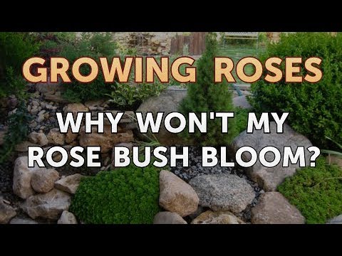 Video: Why Roses Don't Bloom And How To Help Plants, Reviews