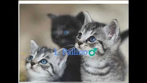 Come chiamare un gattino maschio?