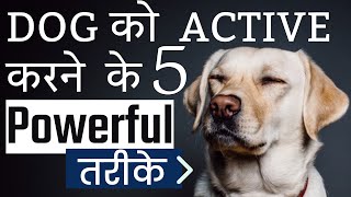 Dog ko Activate Kaise Banaye karen   Ramawat Dog care