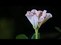 Time-Lapse: Flor de luna, Ipomoea alba blooming