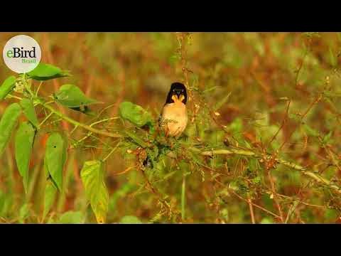 Papa-capim-de-coleira - eBird