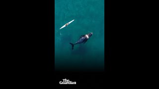 Curious humpback whale swims alongside kayaker off Bondi beach in Australia – vertical video