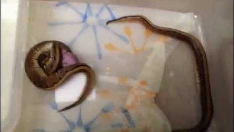 How to assist feed a ball python hatchling