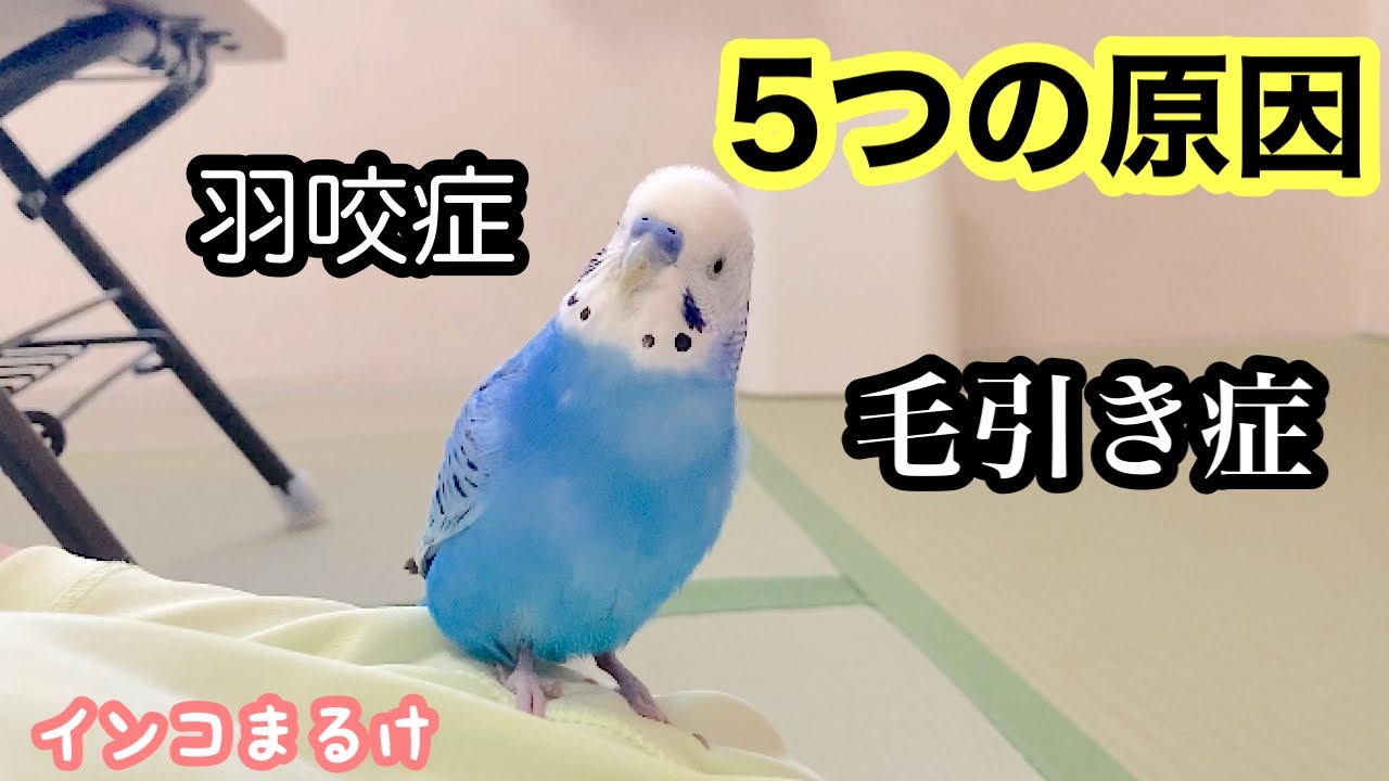 インコ 毛 引き 治っ た