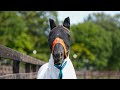 社台スタリオンに見学に行ったら謎のマスク種牡馬がいた/社台スタリオンステーション見学記録