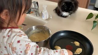 まるで師匠のように娘が作るパンケーキを観察する猫 ラガマフィン Cat observing my daughter making pancakes