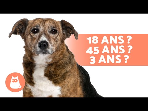 Vidéo: Comment faire en sorte que votre Pitbull vous respecte