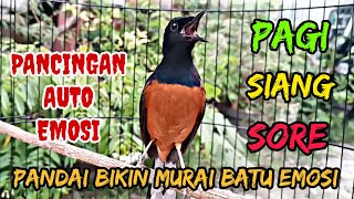 PANCINGAN MURAI BATU GACOR EMOSI BIKIN MURAI BATU MANAPUN LANGSUNG NYAUT DAN EMOSI