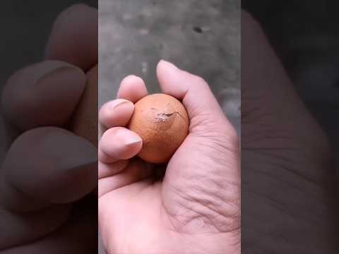 شغل فاخر من الاخر اتفرج على الكتكوت وهو بيقفش من البيضه