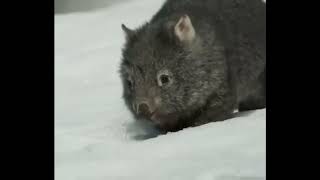 Wombat and her baby walking on the snow ⛄️