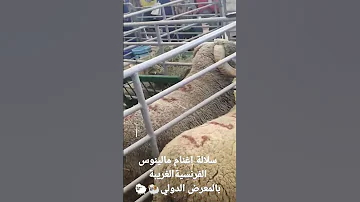 سلالة اغنام مالينوس الفرنسية الغريبة بمعرض الدولي للفلاحة مكناس 302ق 