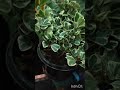 Variegated Triangle Fig or Sweetheart plant ☘️☘️@ SA_ Garden