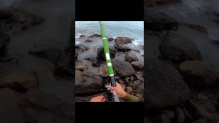 Fishing with a magic paste made of sardines and flour