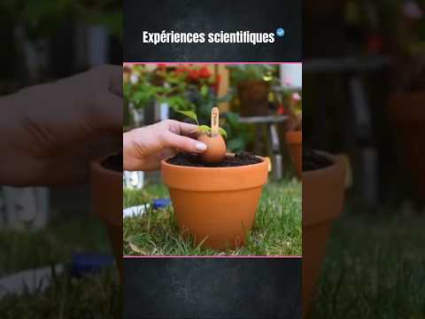 Vidéo: Planter dans de vieux bananiers : des légumes qui poussent dans des troncs de bananiers