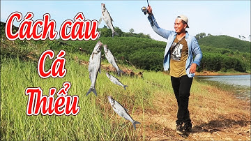 THÌ RA ĐÂY LÀ CÁCH CÂU CÁ THIỂU | CÁ NGÃO | HIỆU QUẢ NHẤT