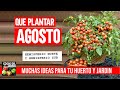 Calendario de Siembra Agosto - Que sembrar en Agosto 2020 + Tareas huerto y jardín