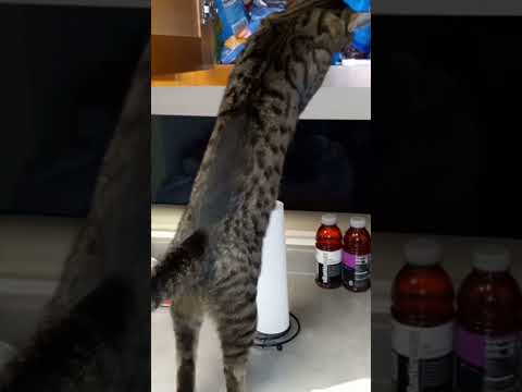 🙀my secret nip stash🙀*i got it@the end* #cats  #funnycats #pets #catlover #shorts #catshorts #secret