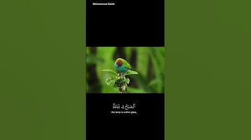 الله نور السموات والأرض #قرآن #اكسبلور #صلوا_على_النبي #راحة_نفسية #سورة النور #لايك #اسلام_صبحي