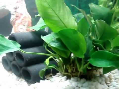 aquarium eau chaude aquarium poisson d eau chaude et d eau douce platy et guppy aquarium eau chaude aquarium poisson d eau chaude et d eau douce platy et guppy