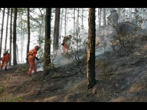 тушение лесного пожара