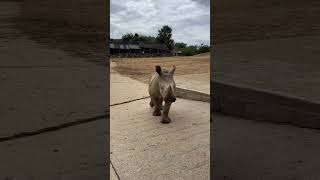 Hello There #shorts #wildlife #short