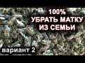 Как найти матку. 100% способ убрать матку из семьи. вариант 2.