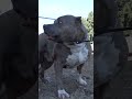 Badly injured Pitbull on the railroad tracks - full video: www.HopeForPaws.org 🚂