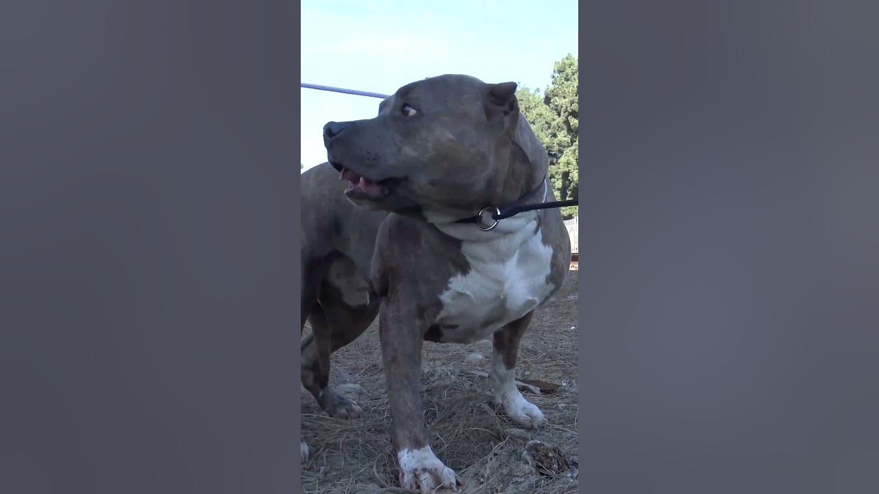 Badly injured Pitbull on the railroad tracks - full video: www ...