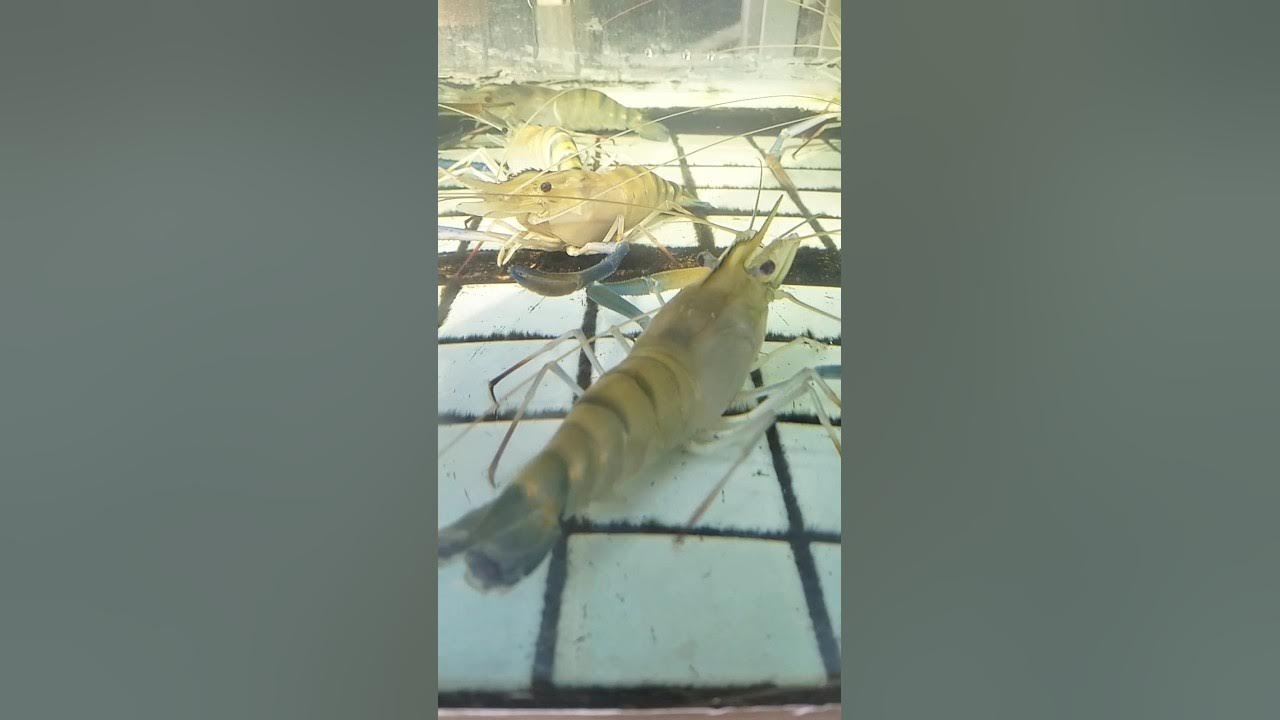 Raise lobsters in the pool for cooking silanganimals Lobster YouTube