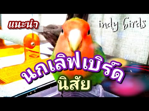 แนะนำนกเลิฟเบิร์ด น่าเลี้ยง?